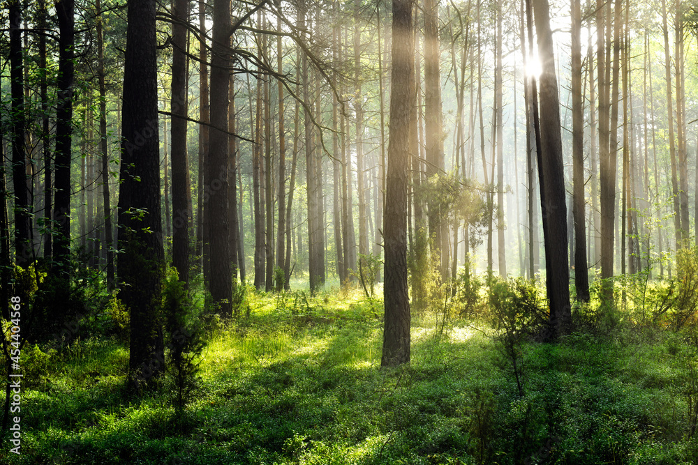 Beautiful morning in the forest