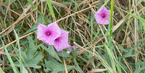 Flor, convolvulus althaeoides.