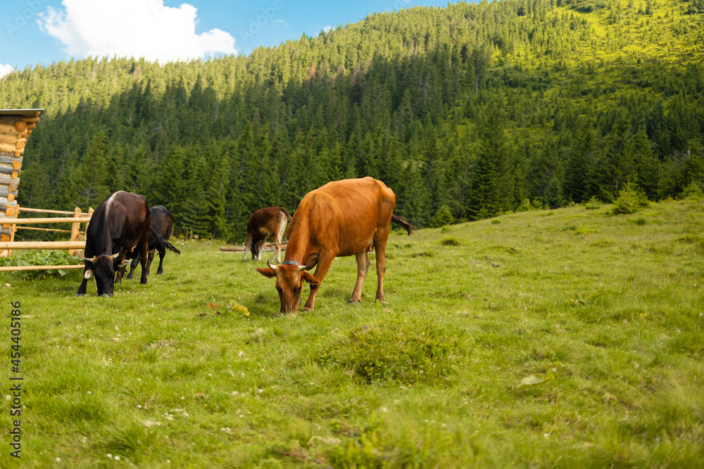 Brown and black cows with a bell on her neck grazes on a meadow in a summer garden