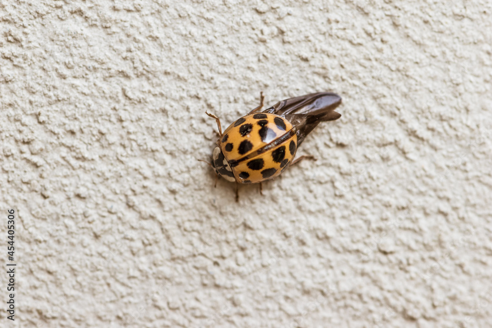 Obraz premium lady bird on the wall