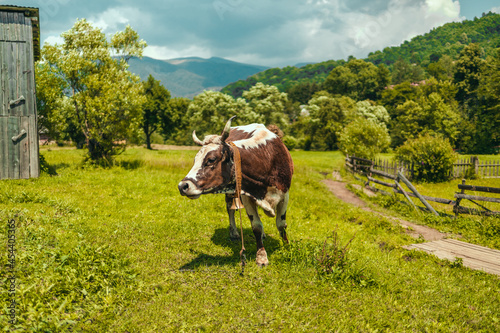 White and brown cow stands on green grass on summer field. © Shi 