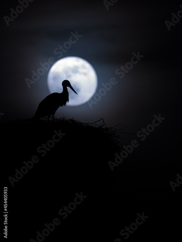 Night stork