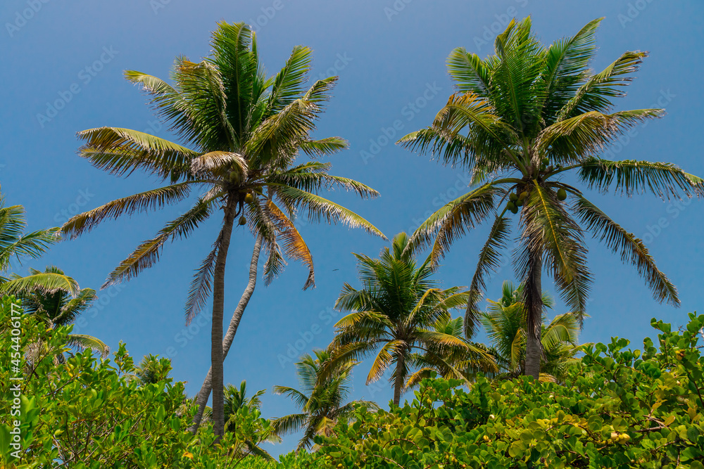 Tropical landscape. Palm trees and blue sky. Tropical landscape. Palm trees and blue sky.