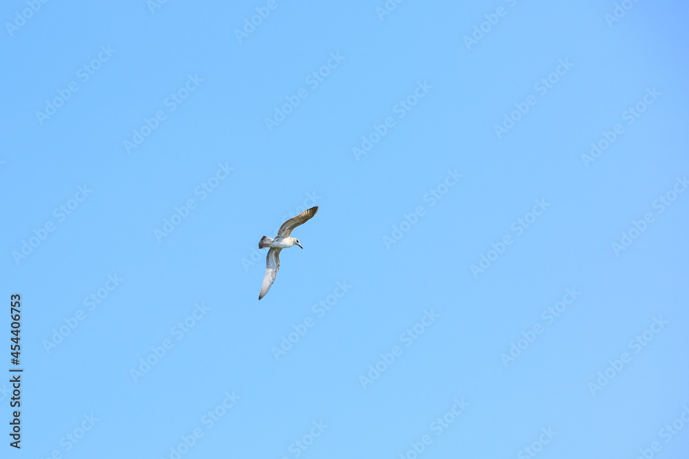 A seagull flies in a cloudless sky, a bird flies in a blue sky A seagull flies in a cloudless sky, a bird flies in a blue sky