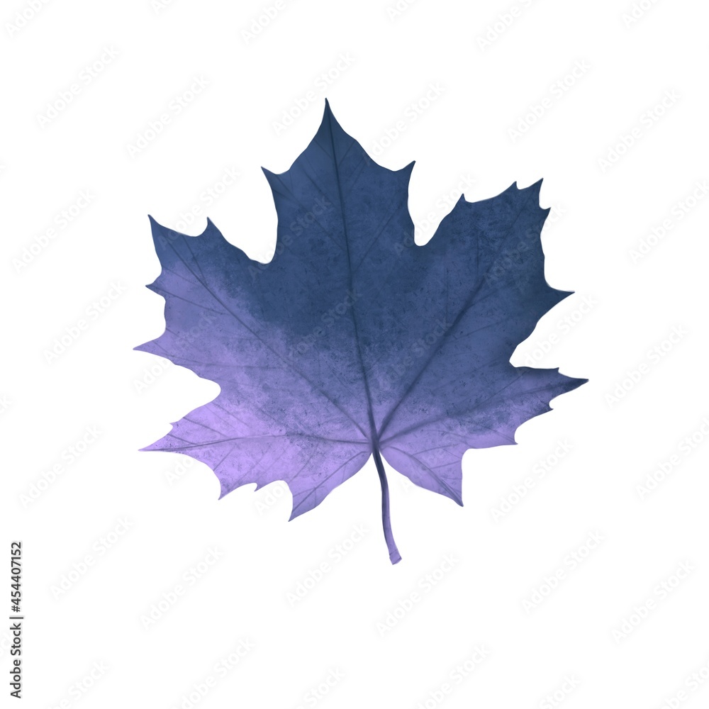Autumn maple leaf of purple color on a white background Autumn maple leaf of purple color on a white background