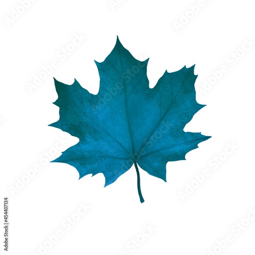 Autumn maple leaf in dark blue on a white background