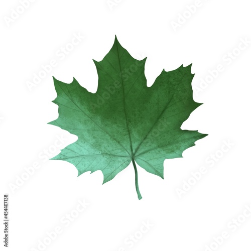 Autumn maple leaf of mint color on a white background