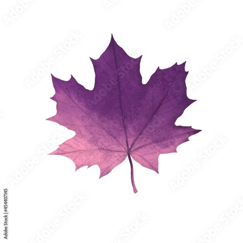 Autumn maple leaf of violet color on white background