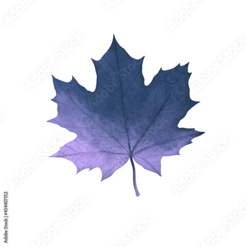 Autumn maple leaf of purple color on a white background