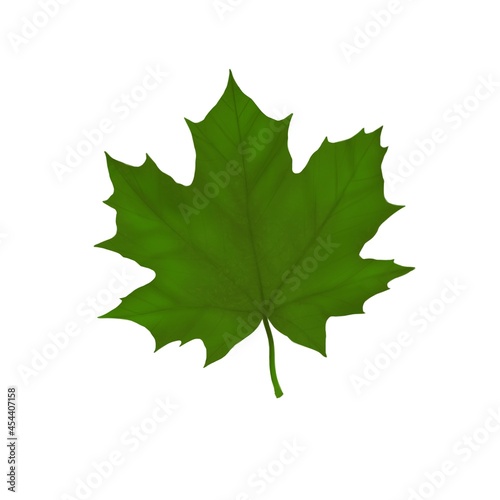 Autumn maple leaf of green color on a white background