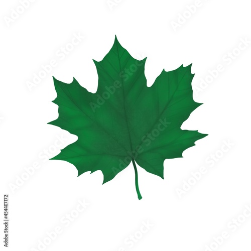 Autumn maple leaf in dark green color on a white background