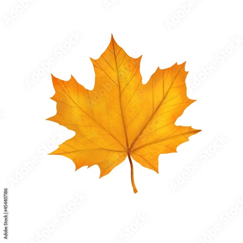 Autumn maple leaf of yellow color on a white background