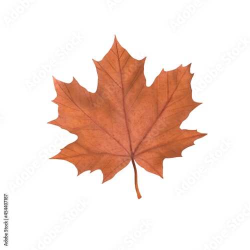 Autumn maple leaf of beige color on a white background