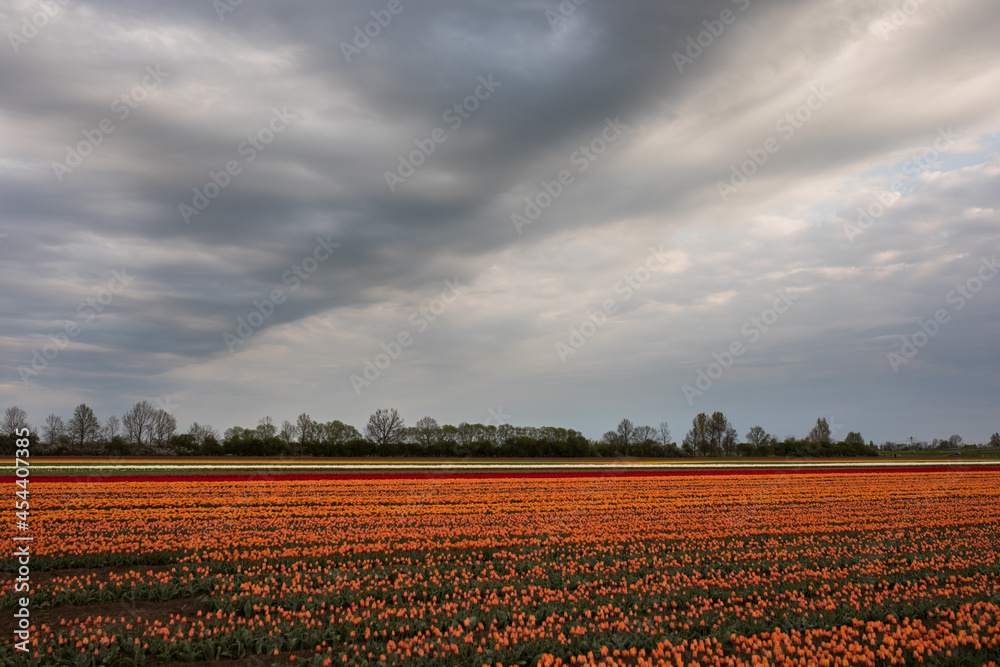 Naklejka premium tulipany