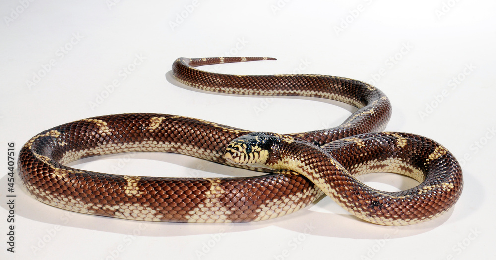 Naklejka premium Kalifornische Kettennatter // California Kingsnake (California Kingsnake , Lampropeltis getula californiae)