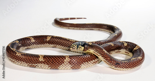 Kalifornische Kettennatter // California Kingsnake (California Kingsnake , Lampropeltis getula californiae)