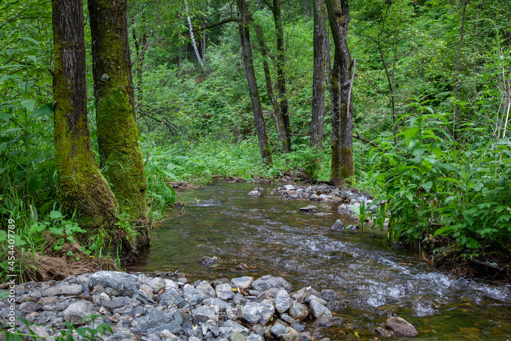 Forest stream in the Siberian taiga. Moss-covered tree trunks by a stream in the forest. Forest stream in the Siberian taiga. Moss-covered tree trunks by a stream in the forest.