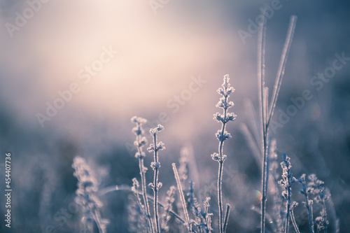 Frosted plants in winter forest at sunrise. Beautiful winter nature background. Macro image, shallow depth of field.