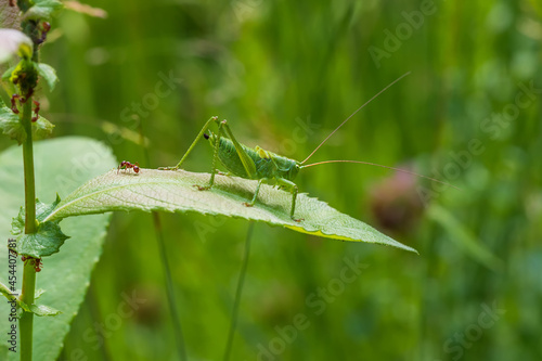 Green Grasshopper - Tettigonia viridissima sitting on a leaf of grass. The grasshopper has long tentacles. The background is blurred by the technique of photography.