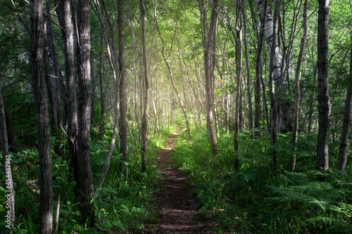 a narrow path through a magical forest. From the dark thicket to the light.