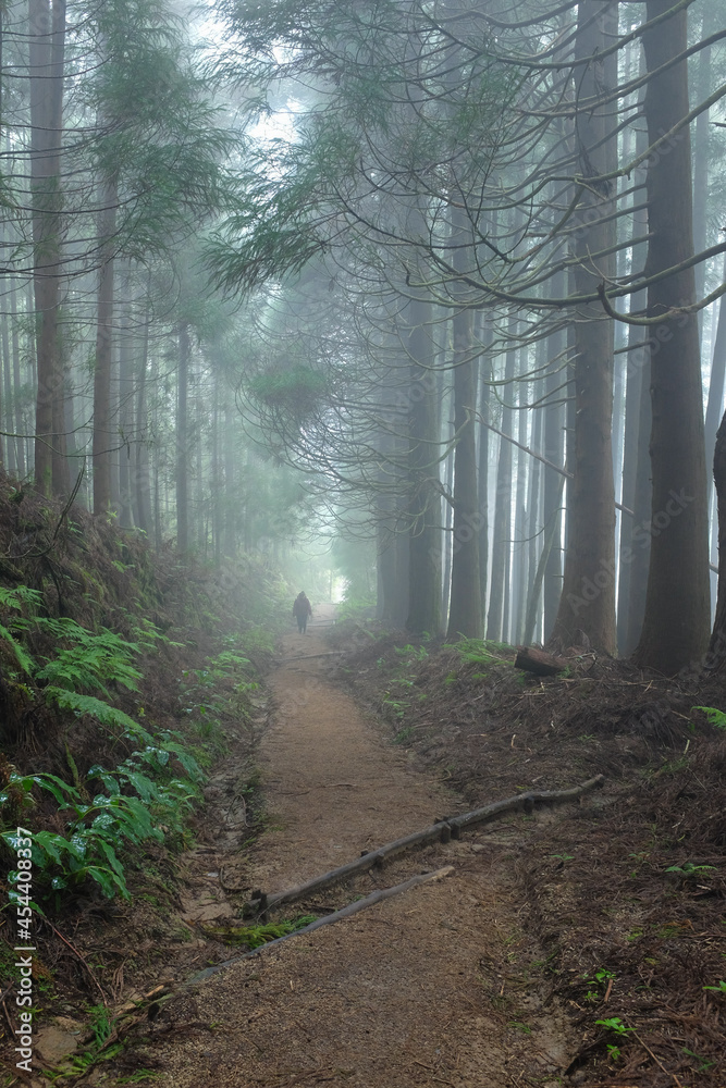 Obraz premium Hiking on Pico da Vara trail through subtropical forest on Sao Miguel island, Azores, Portugal on a misty morning