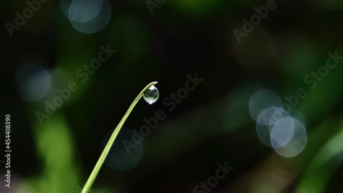 Rosée du matin