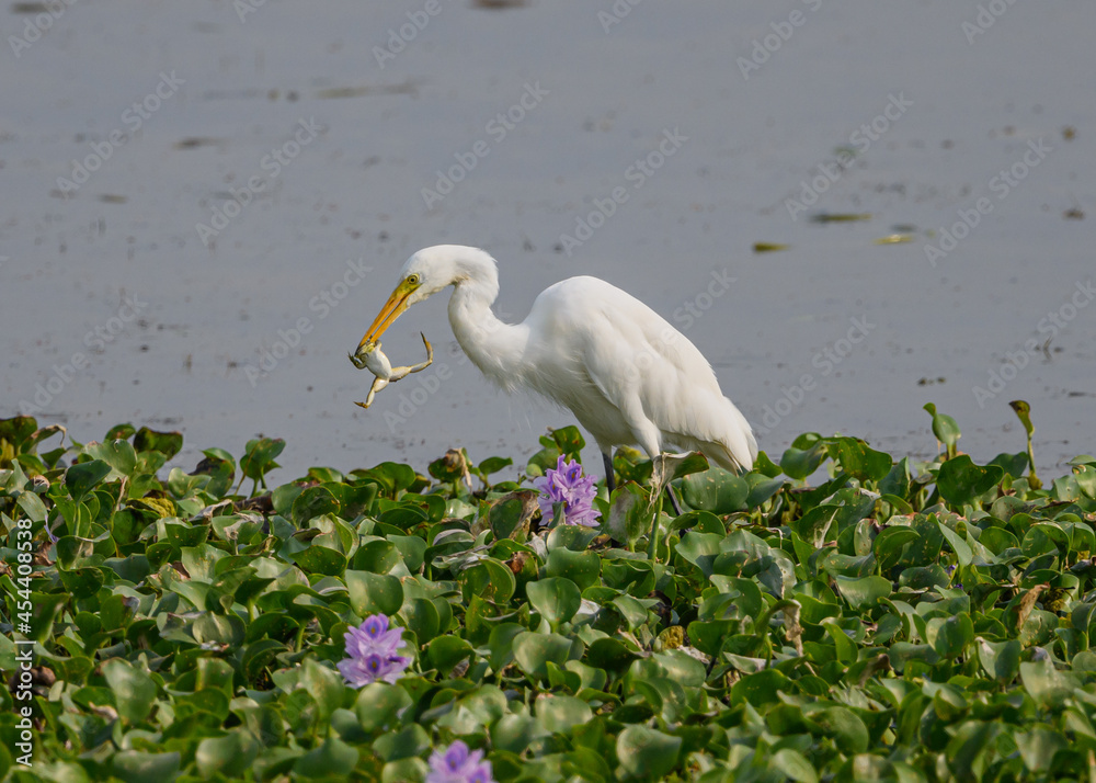 egret with kill frog. The plumages is white. Both males and females egret with kill frog. The plumages is white. Both males and females