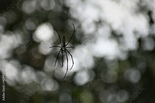 A huge spider 