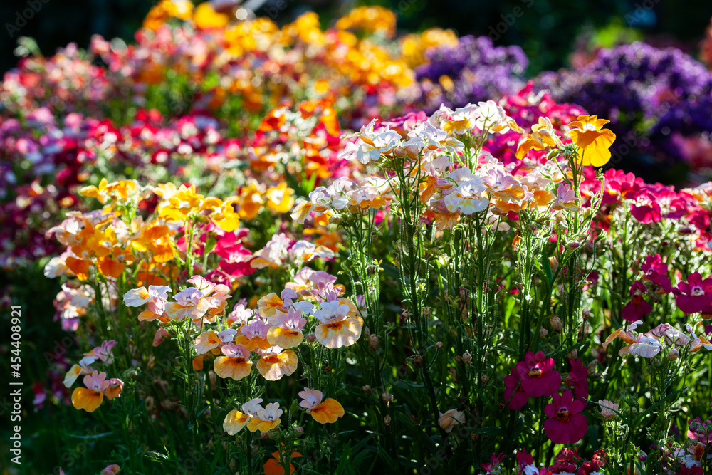 Fototapeta premium Summer flowers of nemesia on a very bright multicolored floral background. Colorful floral background with white, yellow, purple and violet flowers.