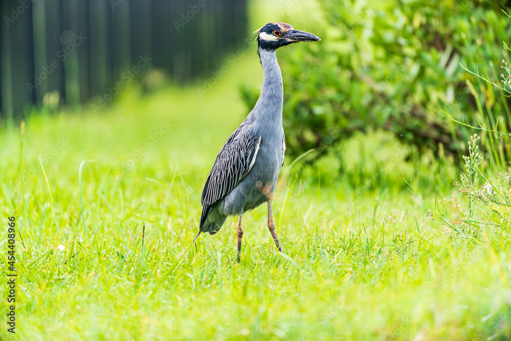Yellow Crowned Night Heron In The Grass Yellow Crowned Night Heron In The Grass