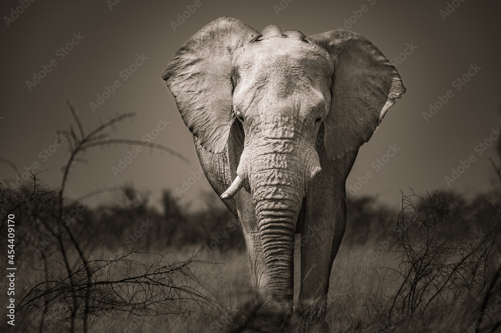 Fototapeta premium African elephant in Etosha Park, Namibia