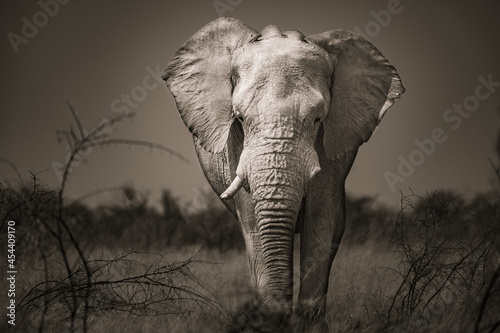 African elephant  in Etosha Park, Namibia