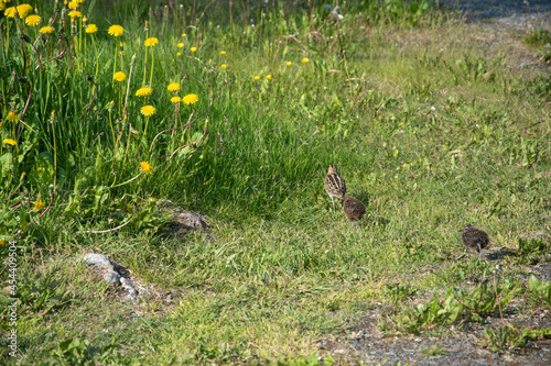 Bekassine, Gallinago gallinago mit ihren Küken auf einer Wiese in der Schlucht von Asbyrgi im Norden von Island. photo