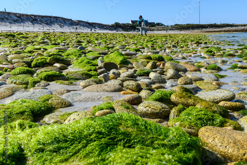 Quadro su tela Algue verte (Ulva armoricana) sur les cotes bretonnes en France*  Toxic green al
