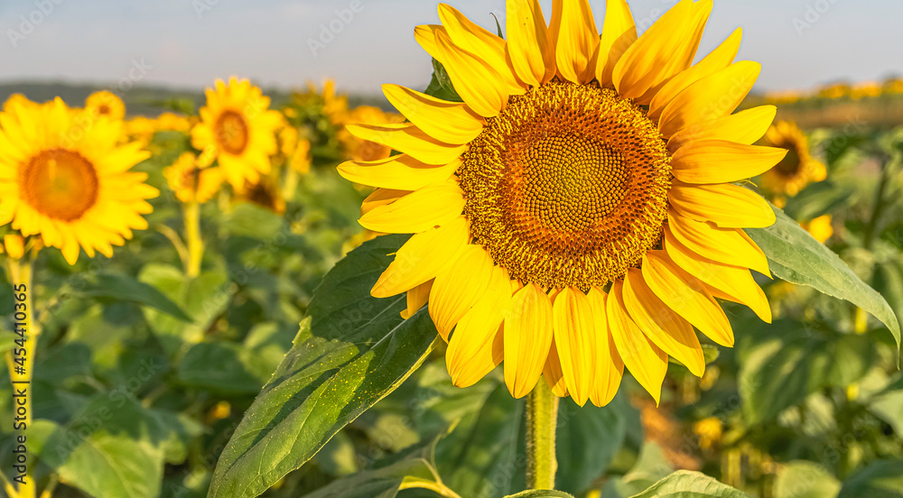 Fleurs de tournesols dans un champs avec la lumière du soleil. Fleurs de tournesols dans un champs avec la lumière du soleil.