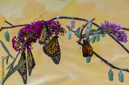 Monarch butterflies, Danaus plexippuson, and chrysalis various stages butterfly bush photo