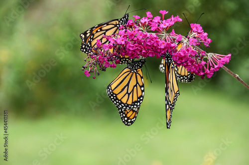 Monarch butterflies, Danaus plexippuson, and chrysalis various stages butterfly bush