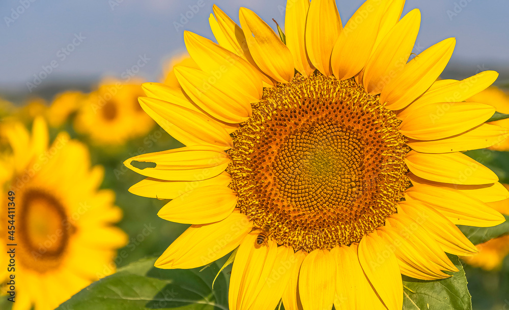 Fleur de tournesol avec une abeille dans un champs. Fleur de tournesol avec une abeille dans un champs.