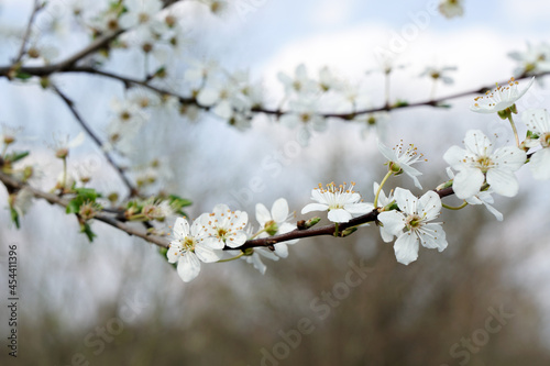 cherry blossoms 1