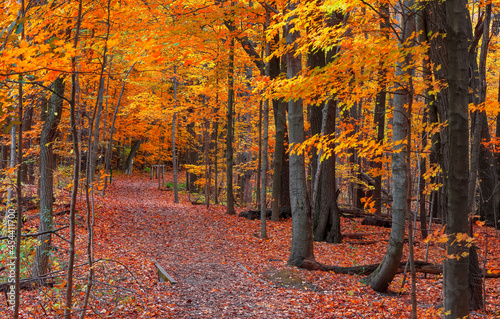 Bright autumn trees at its peak color by the scenic walking trail photo