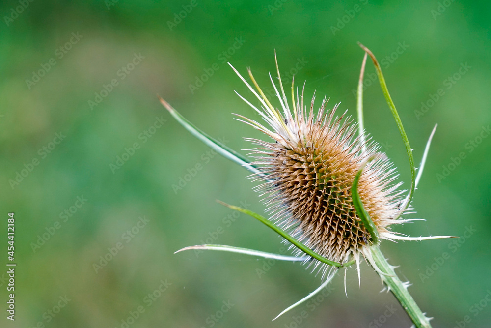 spikey 2 spikey 2