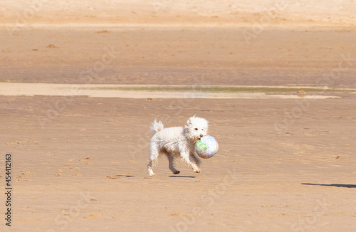 Pequeño perro jugando en la playa con una pelota