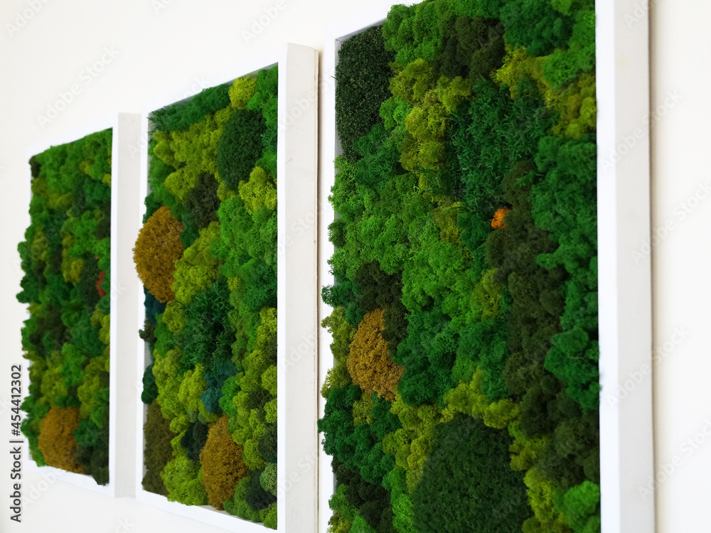 multicolored decorative preserved preserved moss as wall decor, eco-design  concept, live vertical gardening Stock Photo | Adobe Stock