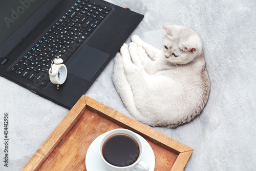 White British cat with laptop, cup of coffee and alarm clock.