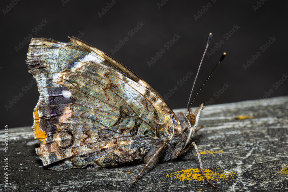 Obraz premium butterfly on a tree