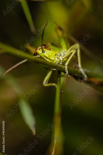 grasshopper portrait