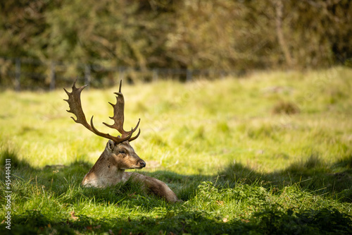 deer in the woods