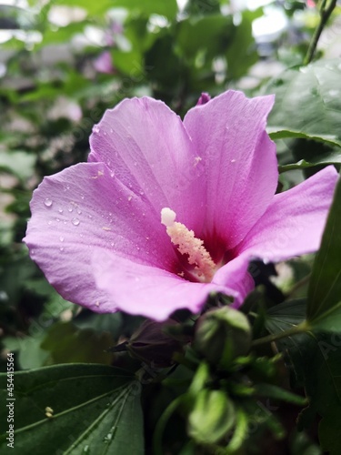 Pink flower in the garden - Hibiscus syriacus L., 
Rose of Sharon