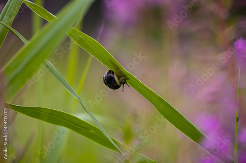 Snail on a leaf