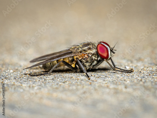 Fly on sand